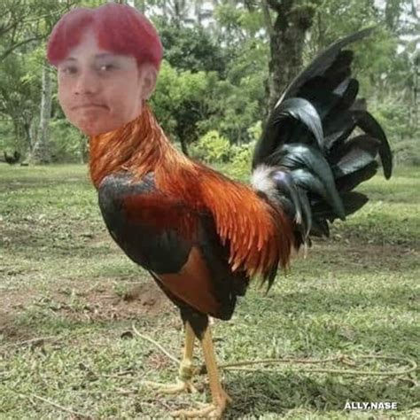 Manok Memes .